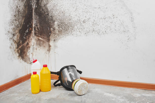 Best Emergency Mold Remediation in Shenandoah Junction, WV