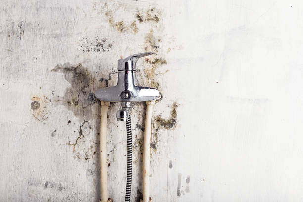 Best Commercial Mold Remediation in Shenandoah Junction, WV