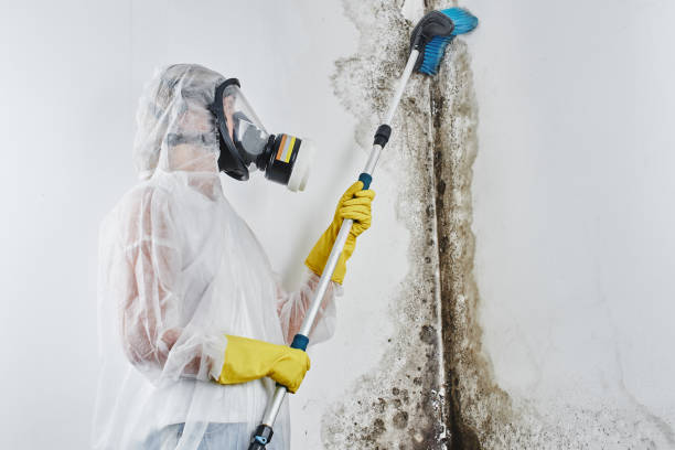 Best DIY Mold Remediation Support Services in Shenandoah Junction, WV