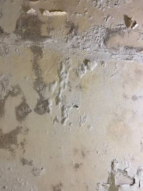 Best Bathroom Mold Remediation in Shenandoah Junction, WV