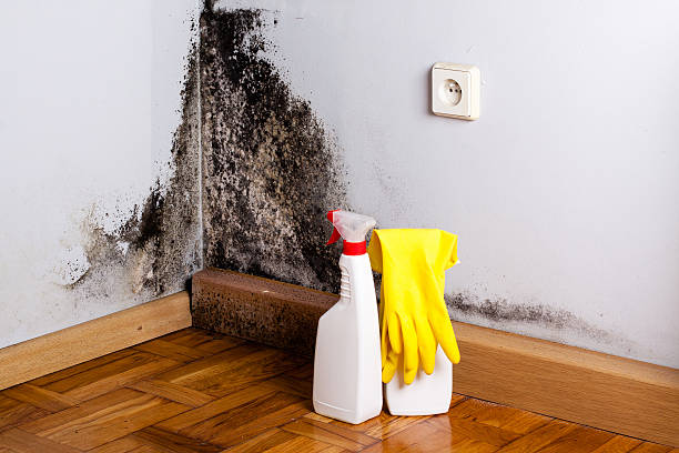Best Basement Mold Remediation in Shenandoah Junction, WV