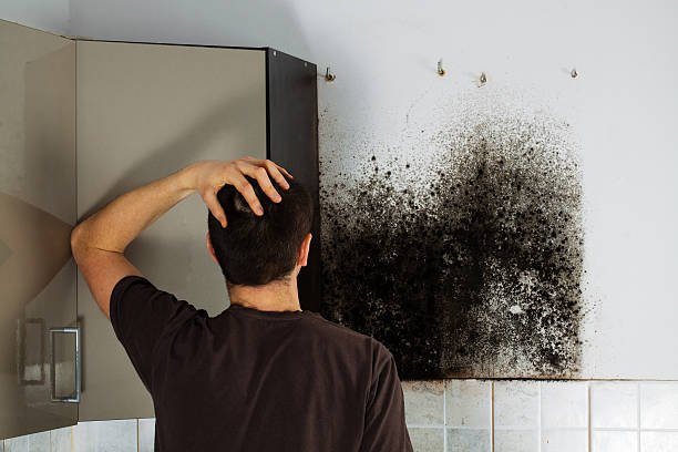Best Residential Mold Remediation in Shenandoah Junction, WV