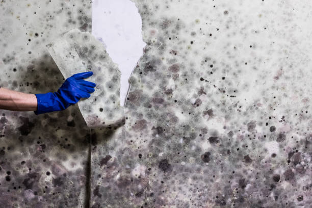 Best Bathroom Mold Remediation in Shenandoah Junction, WV