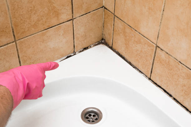 Best Health and Safety Mold Remediation in Shenandoah Junction, WV